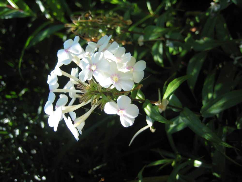 Phlox maculata 'Omega' (Flammenblume)